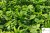 263 zoom logo.jpg